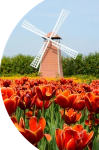 Tulpen en molen