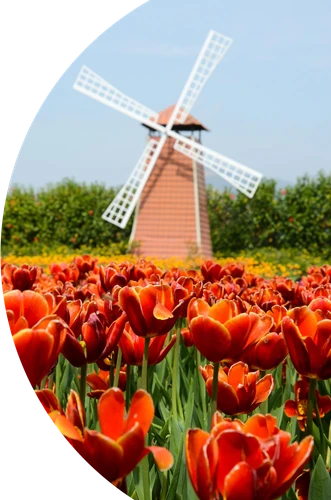 Tulipas e moinho